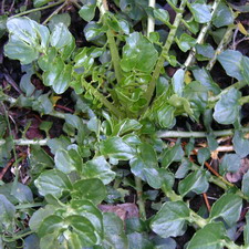 Dutch Broadleaf Cress